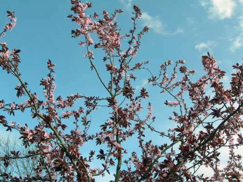 Spring flowers outside Ledbury Church : March 2010